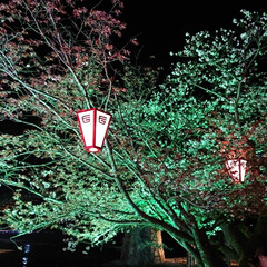 幻想的/夜桜/桜/風景/春の一枚 🌸夜桜🌸
(4枚目)