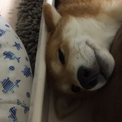 おやすみ/puppy/sleep/pet/わんこ/仔犬/... 寝るの大好き💕(4枚目)