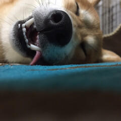 おやすみ/puppy/sleep/pet/わんこ/仔犬/... 寝るの大好き💕(1枚目)