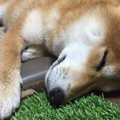 おやすみ/puppy/sleep/pet/わんこ/仔犬/... 寝るの大好き💕(2枚目)