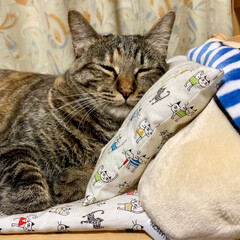 LIMIAペット同好会/にゃんこ同好会/保護猫 寝方もそれぞれ(´-﹃-`)Zｚ…(2枚目)