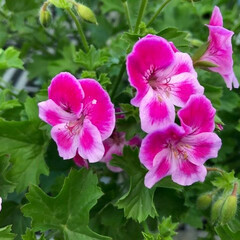 花/フォロー大歓迎/至福のひととき/おでかけ/風景/おでかけワンショット/... ピンクの花が綺麗なので撮りました✌　(1枚目)