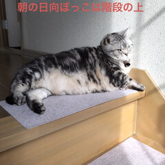 ニャンコ同好会/猫好き大歓迎/猫ベット/猫 (1枚目)