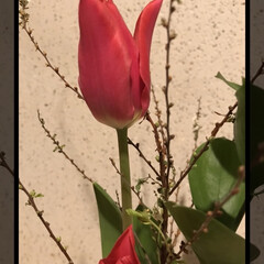 花のある生活/フォロー大歓迎/春の花 昨年末に購入したユキヤナギ。
新芽が出て…(2枚目)