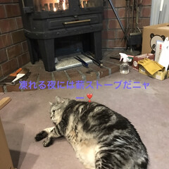 猫/薪ストーブストーブ/フォロー大歓迎 (1枚目)