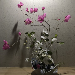 フォロー大歓迎/季節の生活/花のある生活/木 やっと咲いたツツジ。
白とピンクの枝を少…(1枚目)