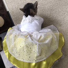 黄色のドレス/イベント/猫との暮らし/サビ猫/フォロー大歓迎 もうすぐ3年。私のドレスと似たドレスをち…(1枚目)