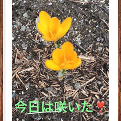 春/花/フォロー大歓迎/花のある生活 遅い春の札幌です。
やっとクロッカスが咲…(2枚目)