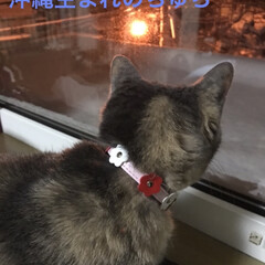 冬の暮らし/猫好き大歓迎/猫 沖縄から札幌に里子に来て13年目。
寒が…(1枚目)