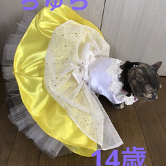 ケーキ/誕生日🎂/サビ猫/フォロー大歓迎/猫との暮らし/ダイニング (1枚目)
