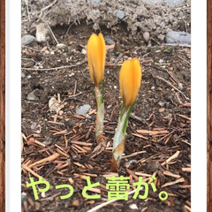 春/花/フォロー大歓迎/花のある生活 遅い春の札幌です。
やっとクロッカスが咲…(1枚目)