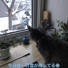 猫/冬 雪が少なかった札幌ですが今日は一気に降っ…(1枚目)