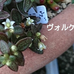 グリーンネックレス/多肉植物/多肉 グリーンネックレスの花 ふわふわで 素敵…(3枚目)
