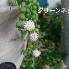 グリーンネックレス/多肉植物/多肉 グリーンネックレスの花 ふわふわで 素敵…(1枚目)