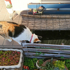 猫好き/猫 朝 玄関横の メダカ池(野菜プランターで…(1枚目)