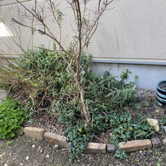 花壇作り/多肉植物 昨日の 簡単花壇作りの勢いで 続き花壇つ…