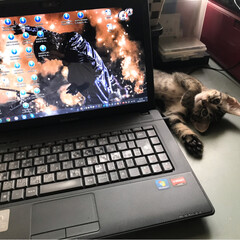 猫派/にゃんこ同好会 PCを、触ろうとすると必ず邪魔しにきます。(2枚目)