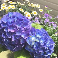 風景/紫陽花/ガーデニング/至福のひととき/花のある暮らし 青、紫、ピンク、白   ５種類並びました…(2枚目)