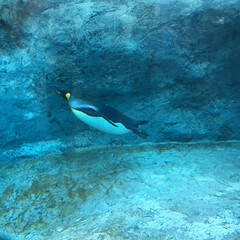 ブルー 水の中で気持ちよさそうに泳ぐペンギンです！(1枚目)