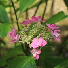 写真好きと繋がりたい/写真好き/写真撮影/植物写真/花写真/写真/... 太閤山ランドの紫陽花。今年も綺麗に咲きま…(5枚目)