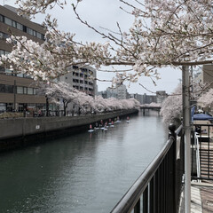 桜/大岡川 桜が見頃です。

横浜　大岡川沿いは　桜…(3枚目)