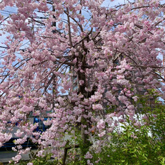 枝垂れ桜/山桜 葉っぱが出るのが　早いのが　山桜。

い…(2枚目)