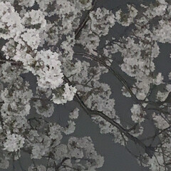 夜桜/満月 夜桜 見に行きました。


満月に 桜が…(2枚目)