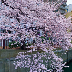桜/大岡川 桜が見頃です。

横浜　大岡川沿いは　桜…(1枚目)