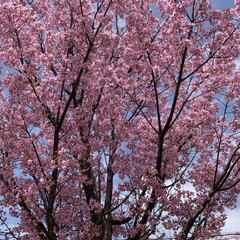 桜/大岡川 桜が見頃です。

横浜　大岡川沿いは　桜…(2枚目)