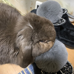 家族/ホーランドロップ/お嬢/ふわふわ/サンダル 明日から まん防…
最後の外飲みで 遊…