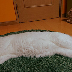猫好き ミルク(白猫)おっさんみたいに寝てる横で…(2枚目)