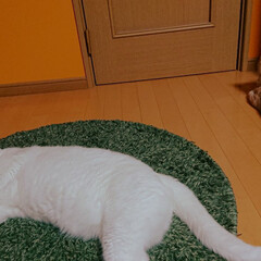 猫好き ミルク(白猫)おっさんみたいに寝てる横で…(1枚目)