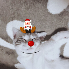 猫のいる暮らし/猫と暮らす/ネコ/ねこ/クリスマス2019 SNOWで撮って見ました 🎅🏼🎄🎂🍷🎁⛄…(1枚目)