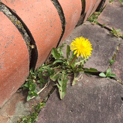 私のGW/みどりの日/タンポポ/わたしのGW お散歩中に見つけたタンポポ。
黄色い花が…(1枚目)