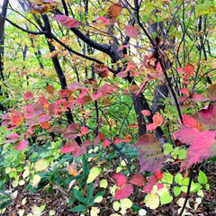 思考の整理収納塾 が投稿したフォト 秋の一枚 登山で見つけた秋の風景 紅葉が登りの疲れを癒し 18 11 08 08 46 31 Limia リミア