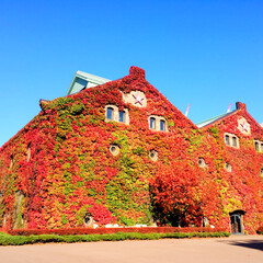 秋の一枚/ツタ/風景/紅葉/秋 秋の一枚。
ツタが建物を覆っています。
…(1枚目)