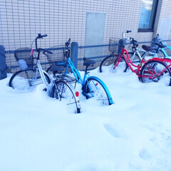 冬の1枚。/冬の風景/雪に埋もれた自転車/冬 冬の1枚。
冬の風景をパチリ☆
雪に埋も…(1枚目)