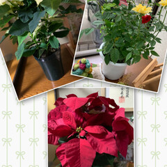鉢植え/ミニ薔薇/ポインセチア/直径12㎝のリース台/リース/クリスマス/... こんにちは😊🎶

今日は寒くなりましたね…(2枚目)