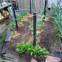 家庭菜園 家庭菜園🎵
苗を植えました、
ゴーヤ 
…(2枚目)