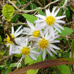 山の花 山で出会った花🎵

昨日山登りで行った、…(3枚目)