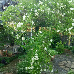 ガーデニング 今朝の我が家の花🎵
今日は湿度もなくさわ…(3枚目)