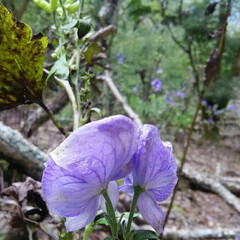 山の花 山で出会った花🎵

昨日山登りで行った、…(7枚目)