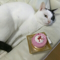 誕生日ケーキ/ケーキあげてみた/猫/うちの猫/LIMIAペット同好会/にゃんこ同好会 うちの子3歳誕生日♪ケーキあげたけど見向…(1枚目)