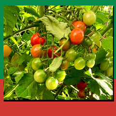 家庭菜園トマト/家庭菜園/ミニトマト/トマト 今年も父が庭のミニ畑でトマト🍅やってた。…(1枚目)