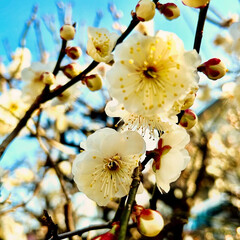 「我が家の梅の花が満開です♡

良い香り〜…」(1枚目)