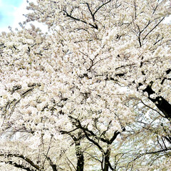 「早くも
桜🌸散っちゃって…
桜の絨毯にな…」(2枚目)