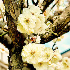 「我が家の梅の花が満開です♡

良い香り〜…」(5枚目)