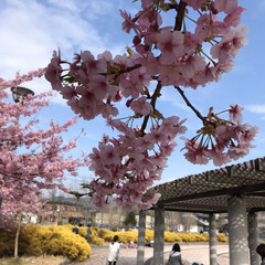 写真/わたしのお気に入り/おでかけ/風景 この春撮った私のお気に入り写真。
空と桜…(1枚目)