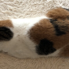 ホットカーペット/しあわせ/ねこ/保護猫/暮らし サツキちゃんのゴメン寝😍
真横から撮ろう…(1枚目)