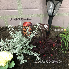 水性塗料/お花/花壇/ダイソー 花壇にお花植えました🤗
…どこが違うでし…(6枚目)